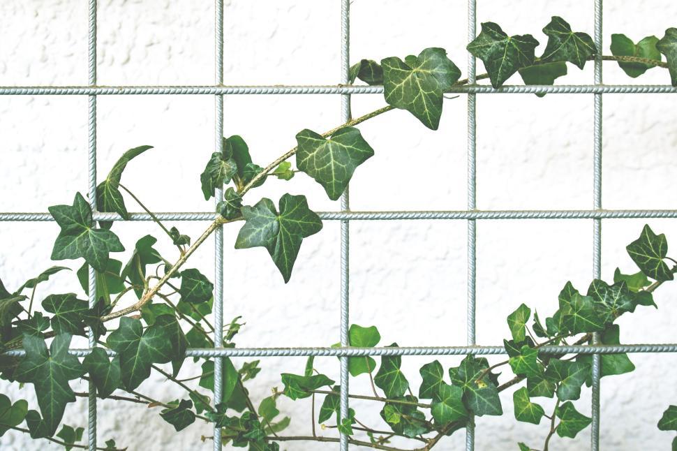 Free Image of Green ivy plant growing on a white metal grid wall 