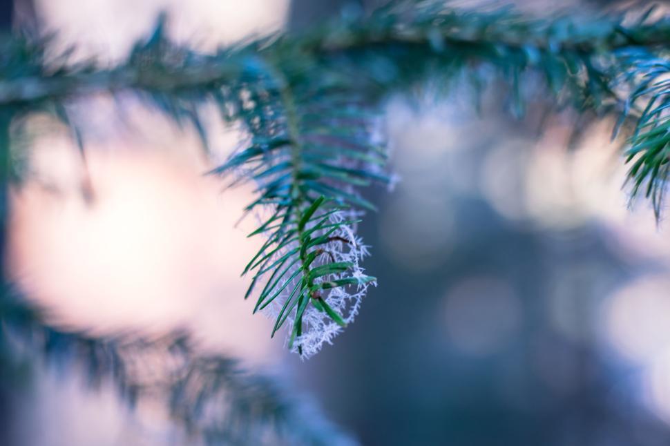 Free Image of Close-up of snow-covered pine branch during winter season 