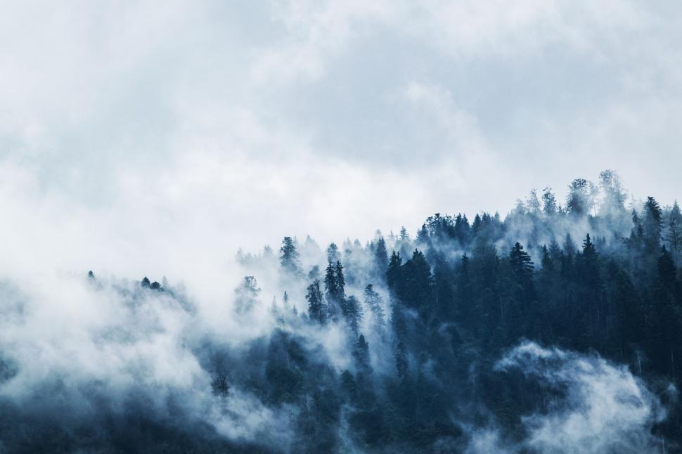 Free Image of Foggy forested hillside with tall trees and mist 
