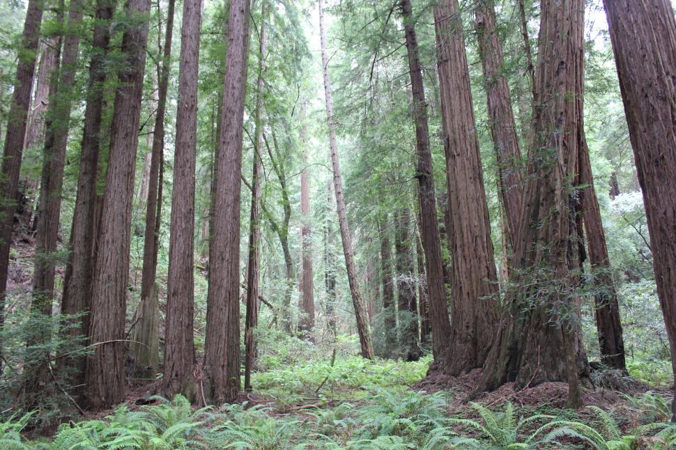 Free Image of Tall redwood trees standing in a dense, lush forest. 
