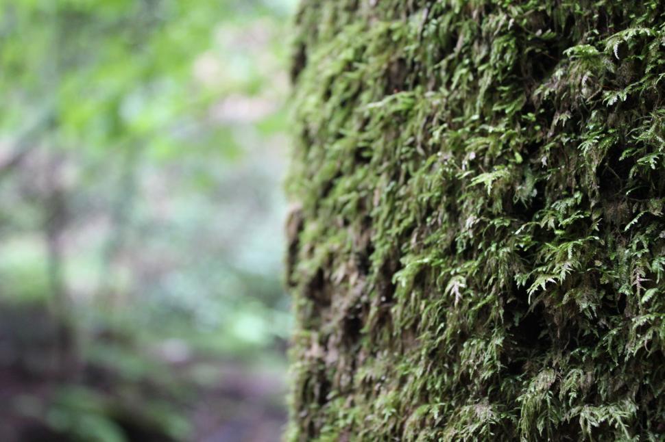 Free Image of Close-up of lush green moss covering tree bark outdoors. 