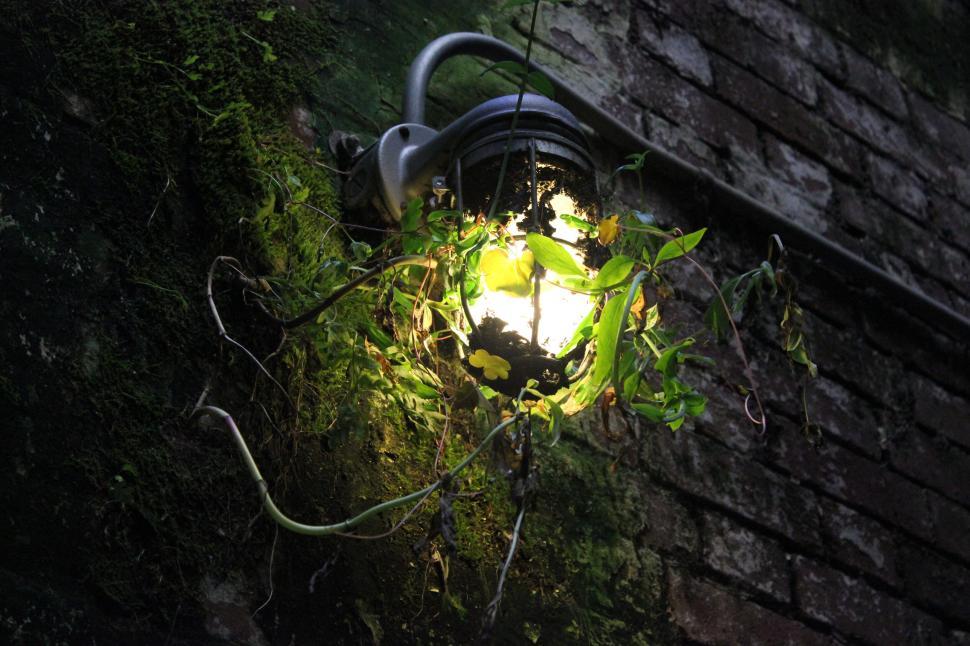 Free Image of Glowing light surrounded by green plant on brick wall 