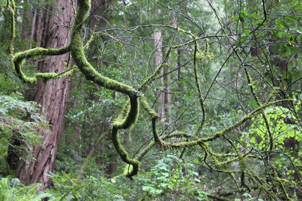 Free Image of Moss-covered branch in a dense, green forest landscape 