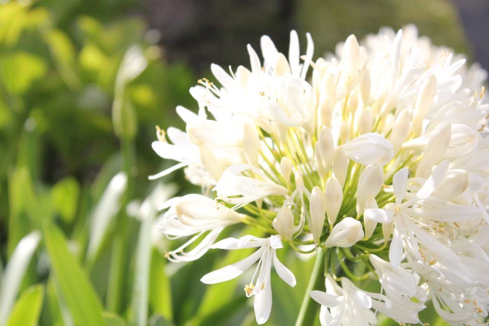 Free Image of Bright white flower in garden with soft sunlight, nature 