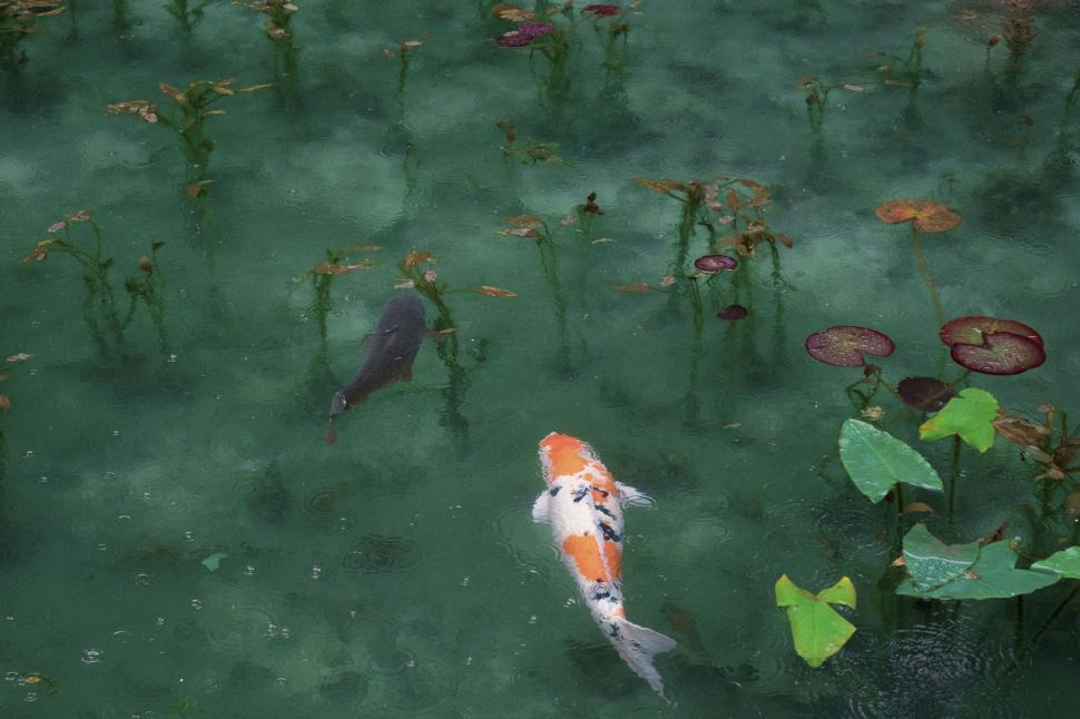 Free Image of Koi fish swimming in a clear pond with aquatic plants 