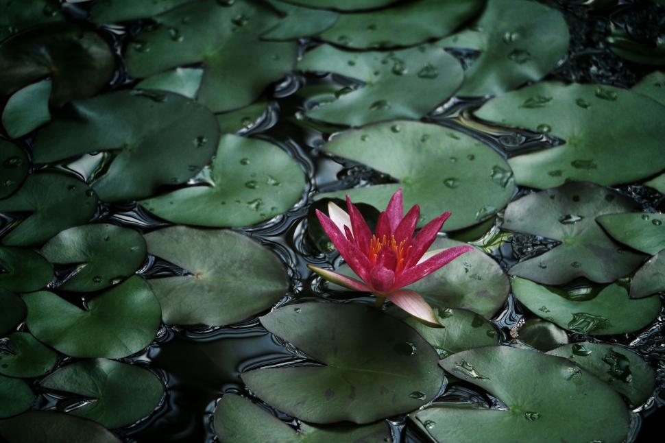 Free Image of Serene pink water lily amidst lush green leaf pads. 