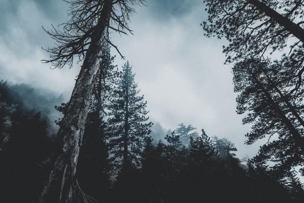 Free Image of Dramatic view of tall trees and cloudy morning sky. 
