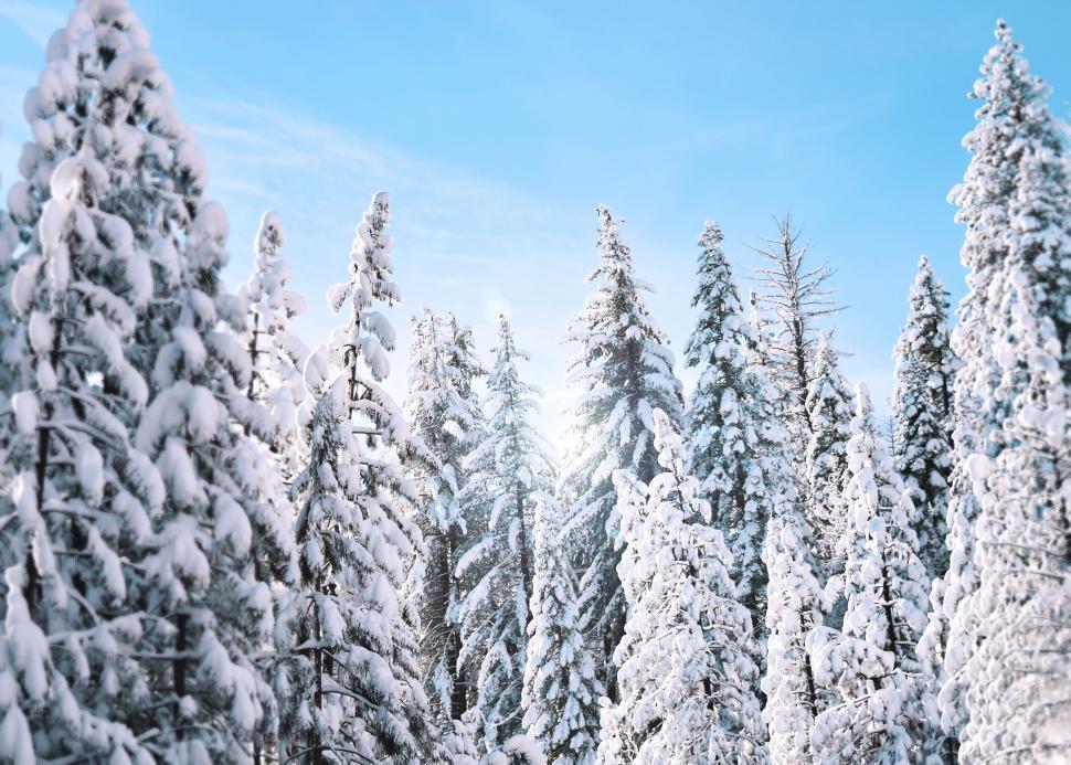 Free Image of Snow-covered pine trees under clear blue winter sky. 