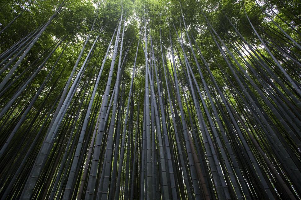 Free Image of Tall green bamboo trees reaching towards the sky. 