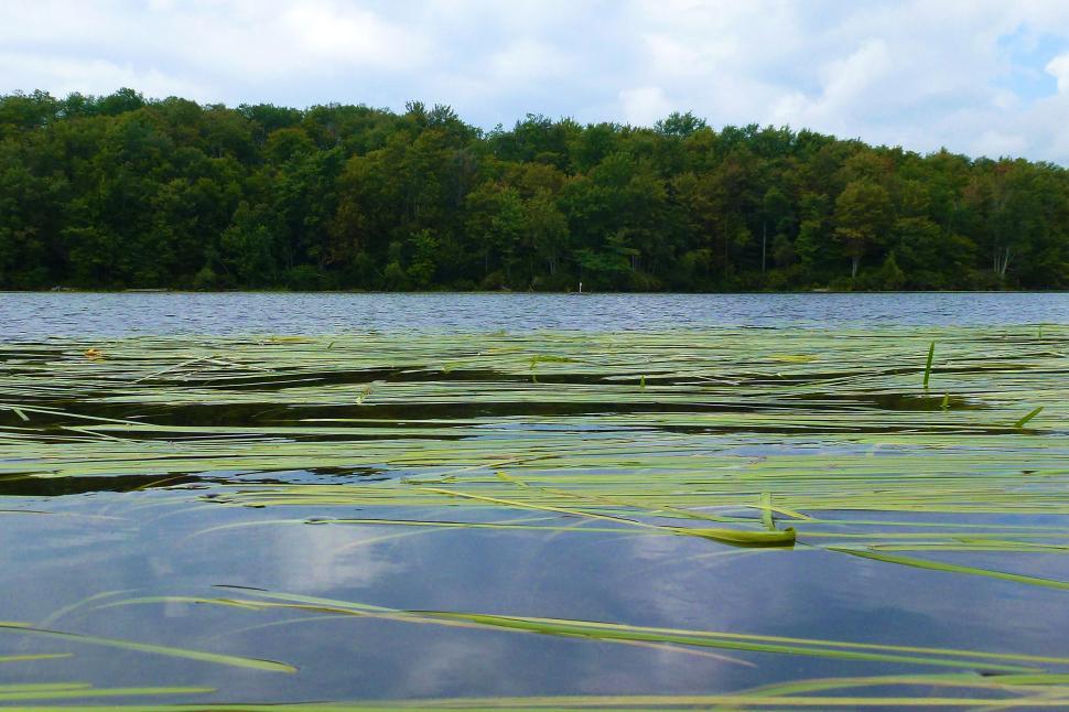 Free Image of Water Weeds 