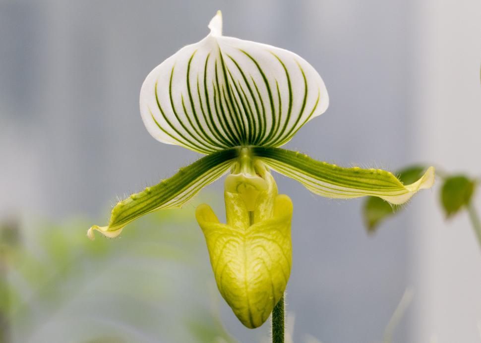 Free Image of Paphiopedilum Collosum White Green Lady Slipper Orchid 