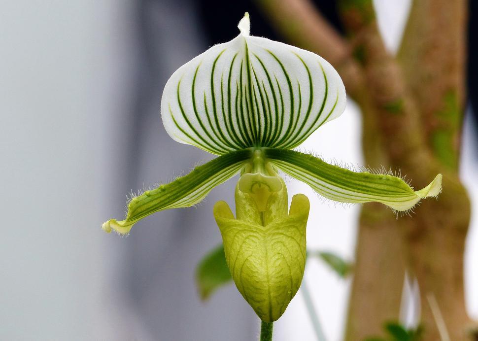 Free Image of Green Lady Slipper Orchid 