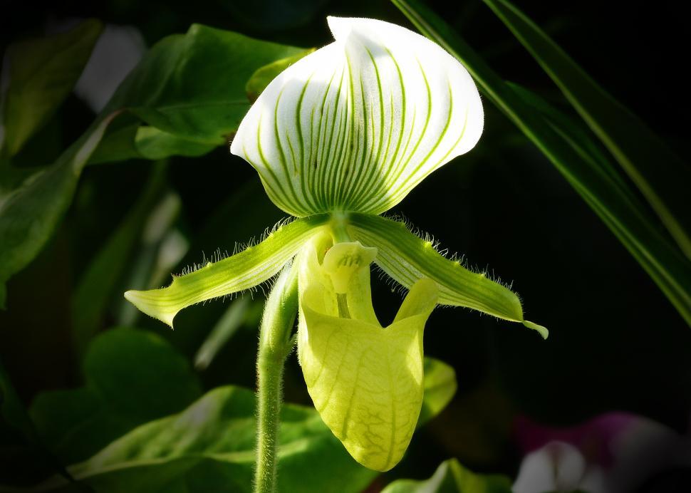 Free Image of Paphiopedilum Collosum Lady Slipper Orchid 