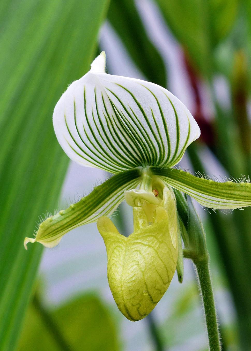 Free Image of Bloom of White Green Lady Slipper Orchid 