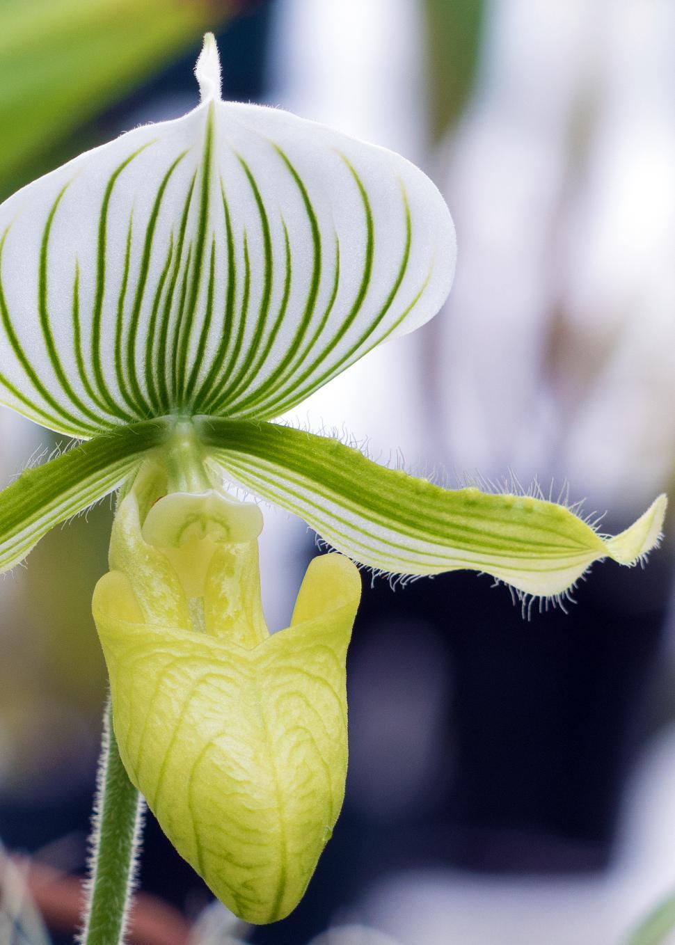 Free Image of White Green Lady Slipper Orchid Macro 