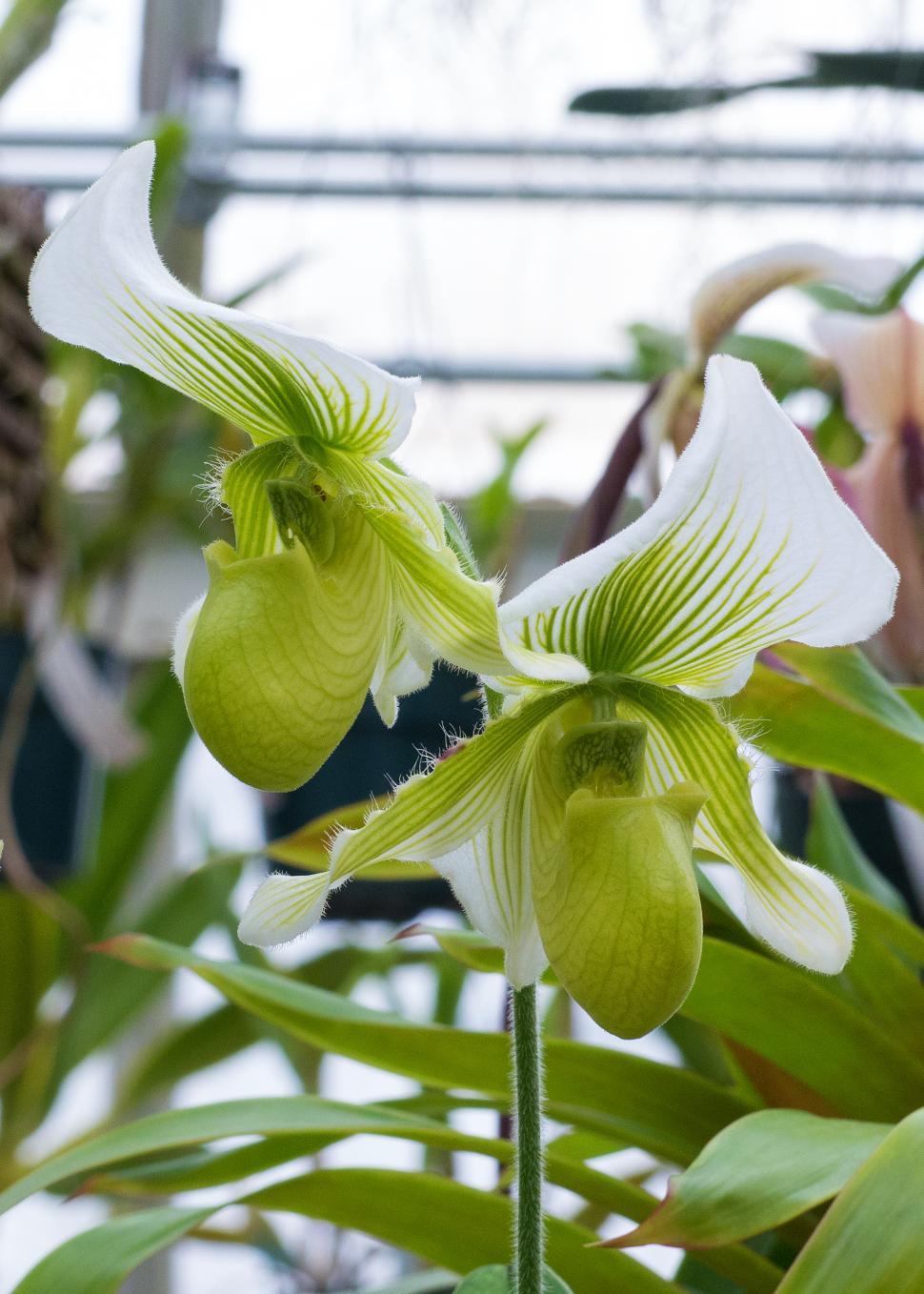 Free Image of Bloom of White Green Lady Slipper Orchid 