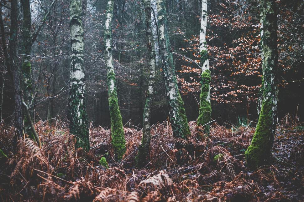 Free Image of Moss-covered trees in a dense and misty forest area 