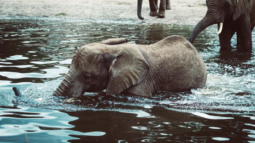 Free Image of Elephant calf playing in the water with another elephant 