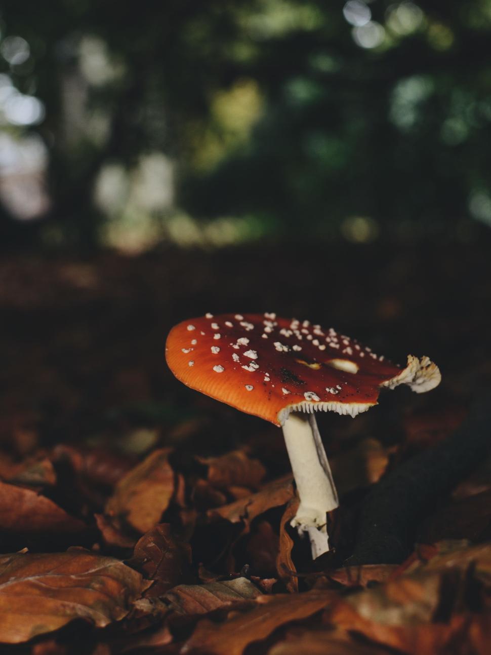 Free Image of Close-up view of a red mushroom with white spots in forest 