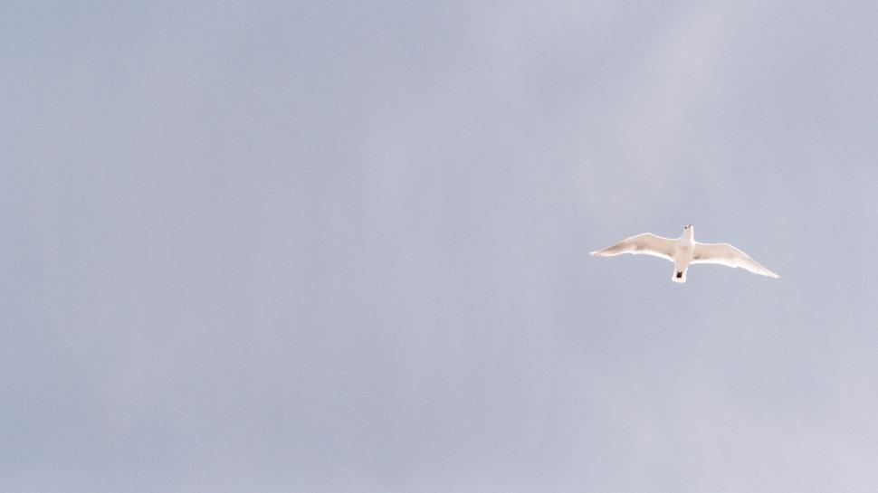 Free Image of Seagull soaring in the sky with wings spread wide open 