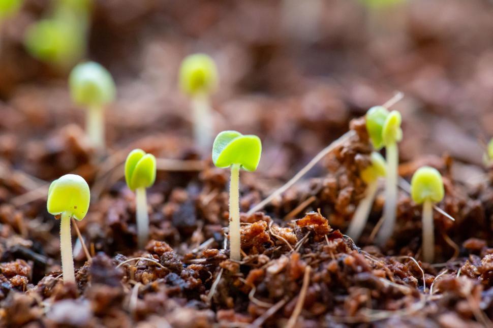 Free Image of Young green seedlings sprouting from the soil surface. 