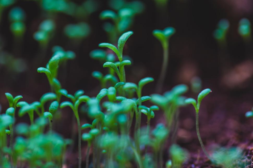 Free Image of Emerging green sprouts growing luxuriantly in fresh soil. 