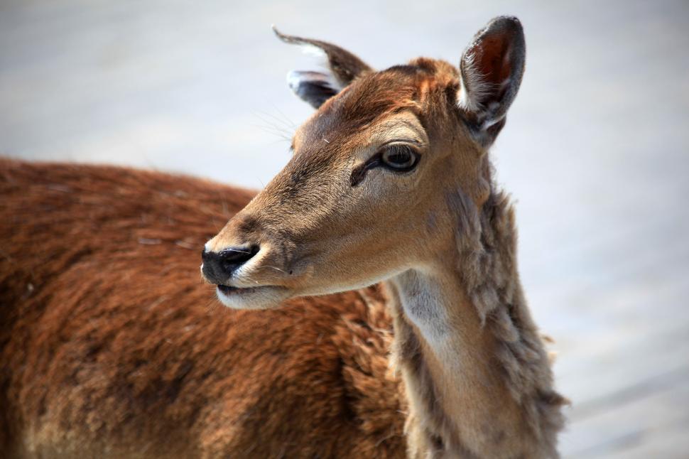 Free Image of Deer 