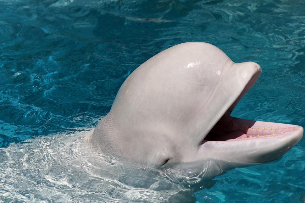 Free Image of Beluga 