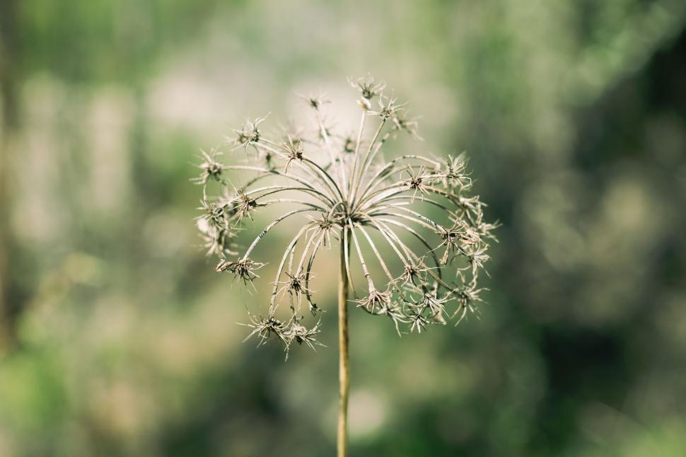 Free Image of Close-up of a dandelion seed head against a blurred backdrop 