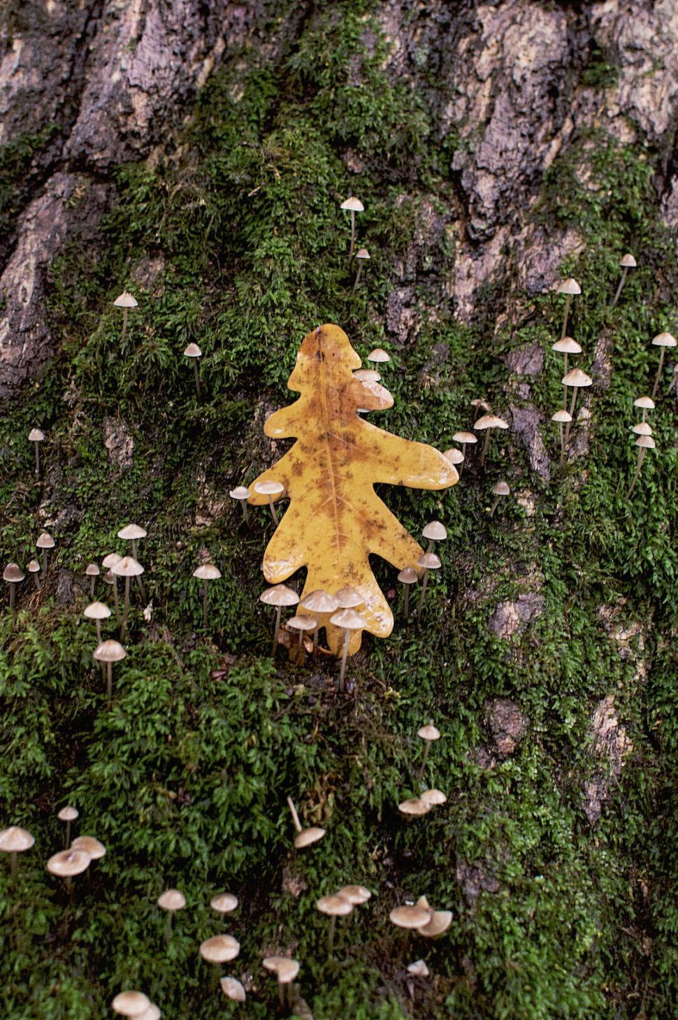 Free Image of Yellow leaf on mossy tree trunk with small mushrooms around 