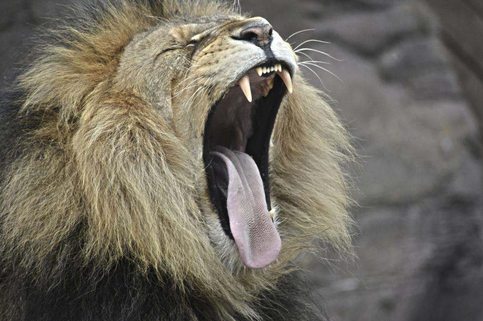Free Image of Roaring lion with majestic mane in natural habitat 