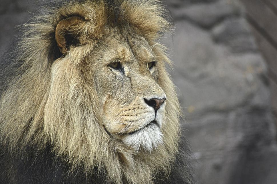 Free Image of Regal lion gazing intently in rocky natural habitat 