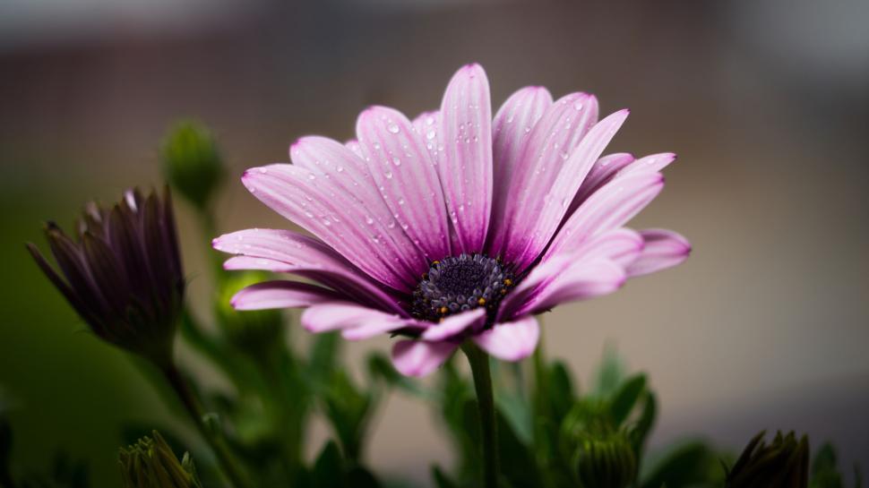 Free Image of Vibrant pink flower with dew drops on petals in garden 