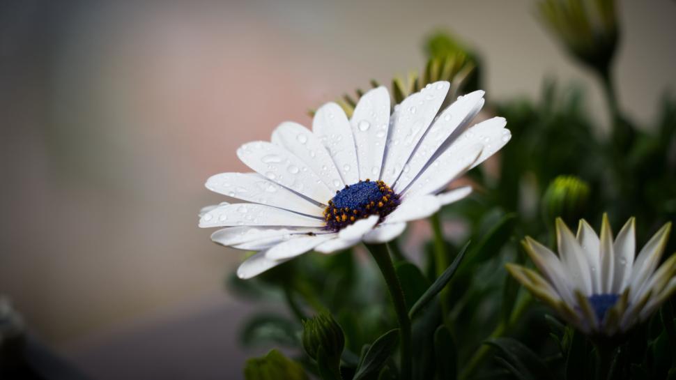 Free Image of Close-up of a wet flower with rain droplets on petals. 