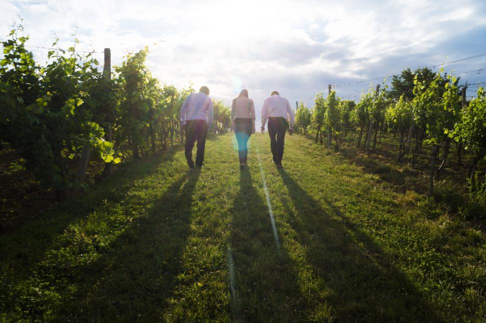 Free Image of Three people walking through sunlit vineyard rows 