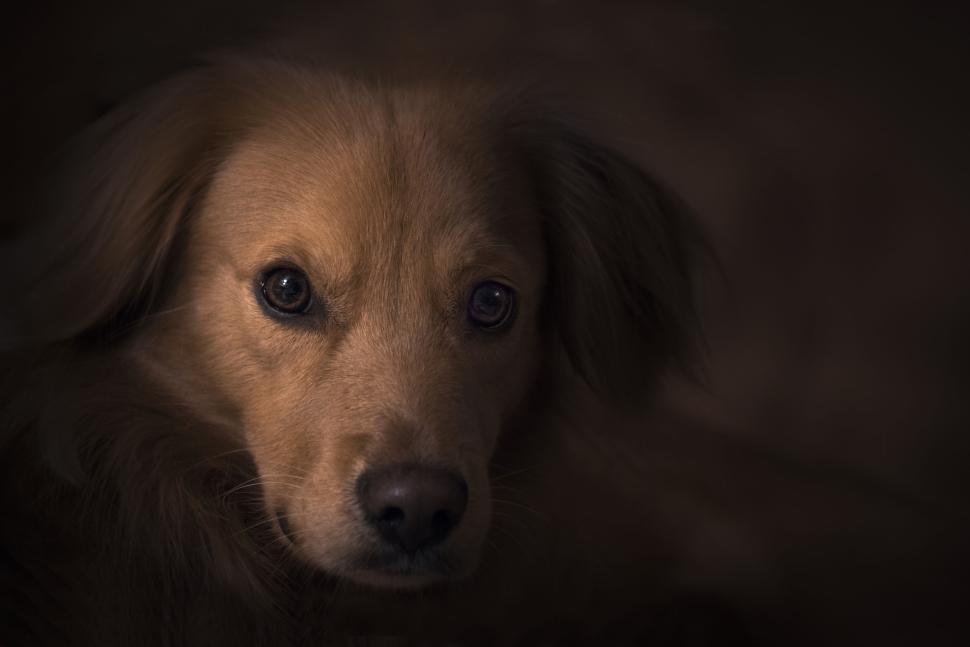 Free Image of Partially obscured dog with floppy ears sits in shadows. 
