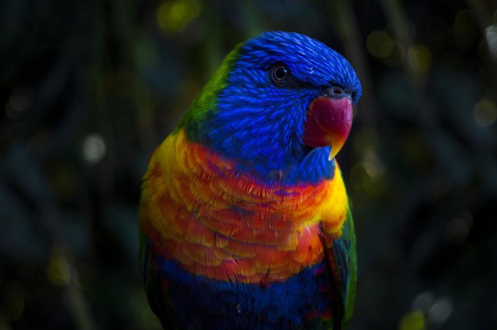 Free Image of Close-up of a colorful rainbow lorikeet against foliage background 