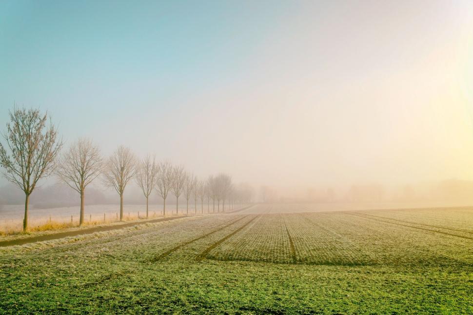 Free Image of Misty morning field with row of leafless trees. 