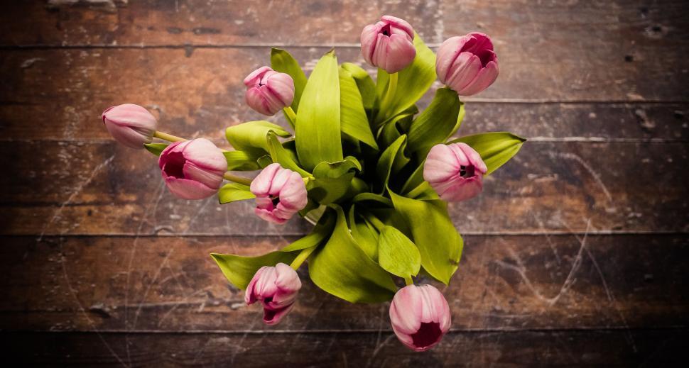 Free Image of A bouquet of pink tulips viewed from above on table. 