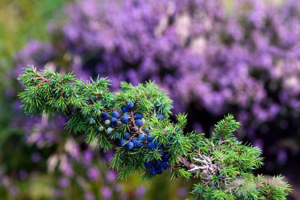 Free Image of Green branch with blue berries against a purple background 