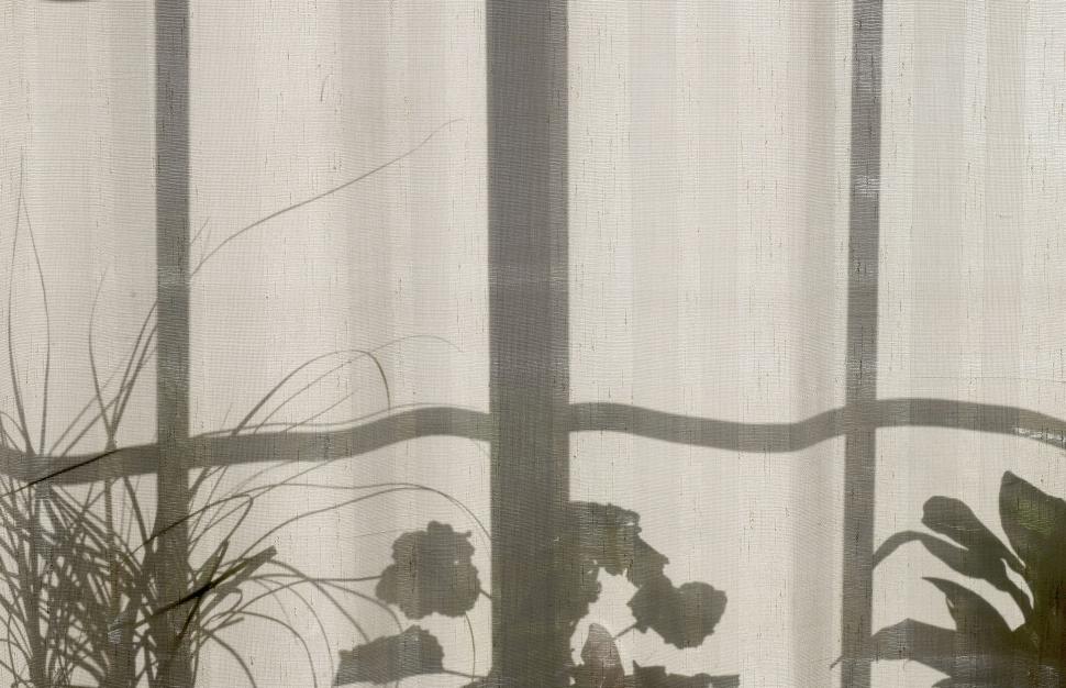 Free Image of Silhouettes of houseplants cast on sheer curtains 