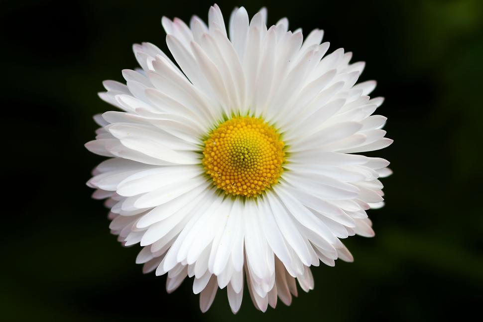 Free Image of Single white daisy in full bloom from above view 