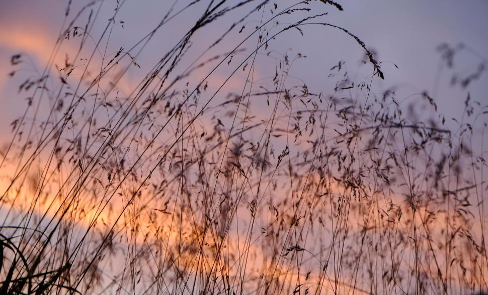 Free Image of Silhouetted wild grasses against a vibrant sunset sky. 