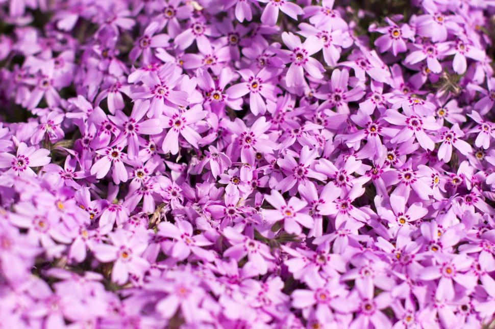 Free Image of Close-up of a field of purple flowers in full bloom 