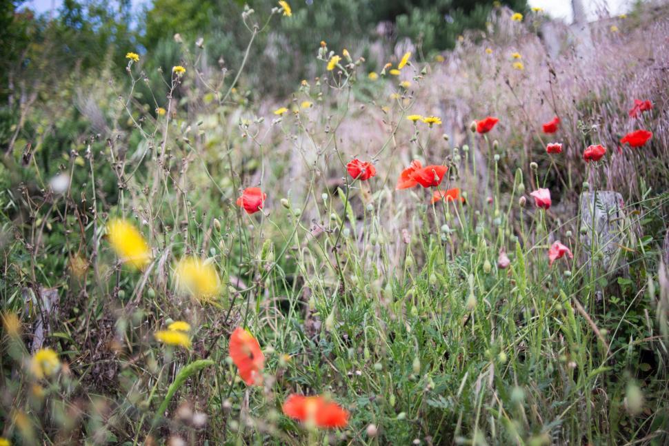 Free Image of Close-up of wildflowers with vibrant red and yellow hues 