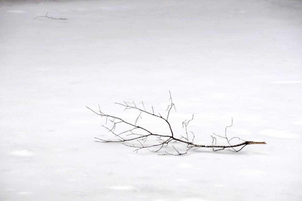 Free Image of Branch lying on a frozen lake surface during wintertime. 