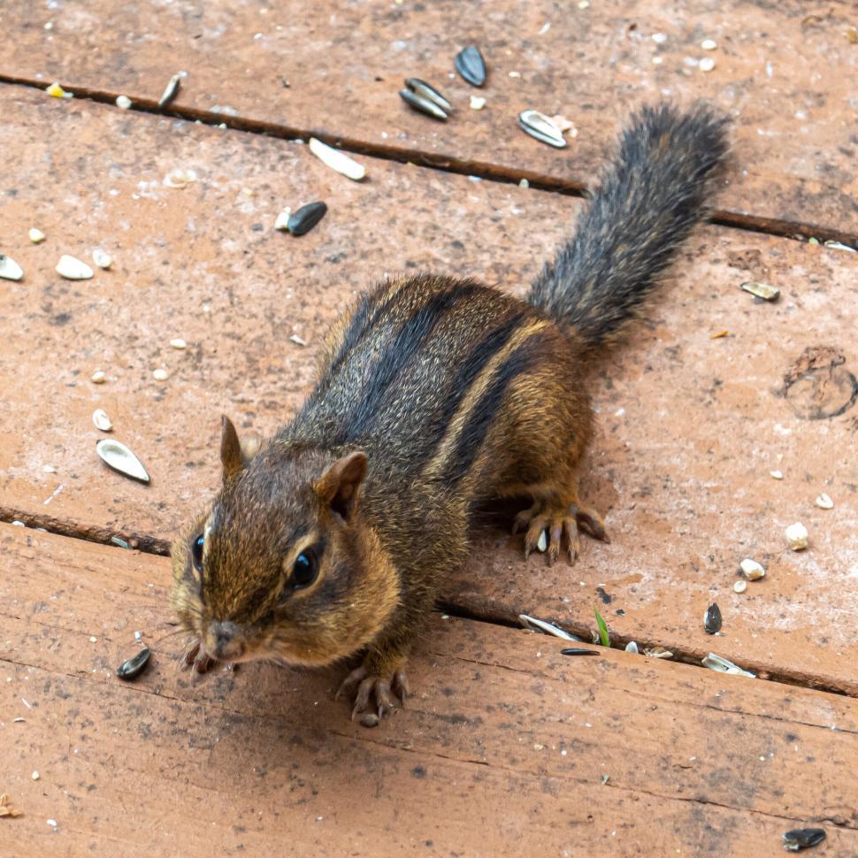Free Image of Close-up of a chipmunk on wooden surface with seeds. 