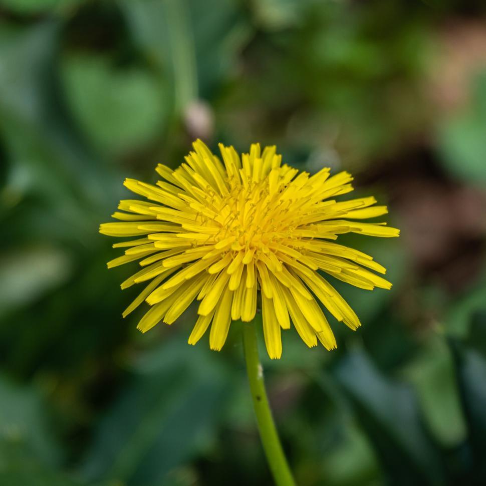 Free Image of Close-up of a bright yellow dandelion in green grass 