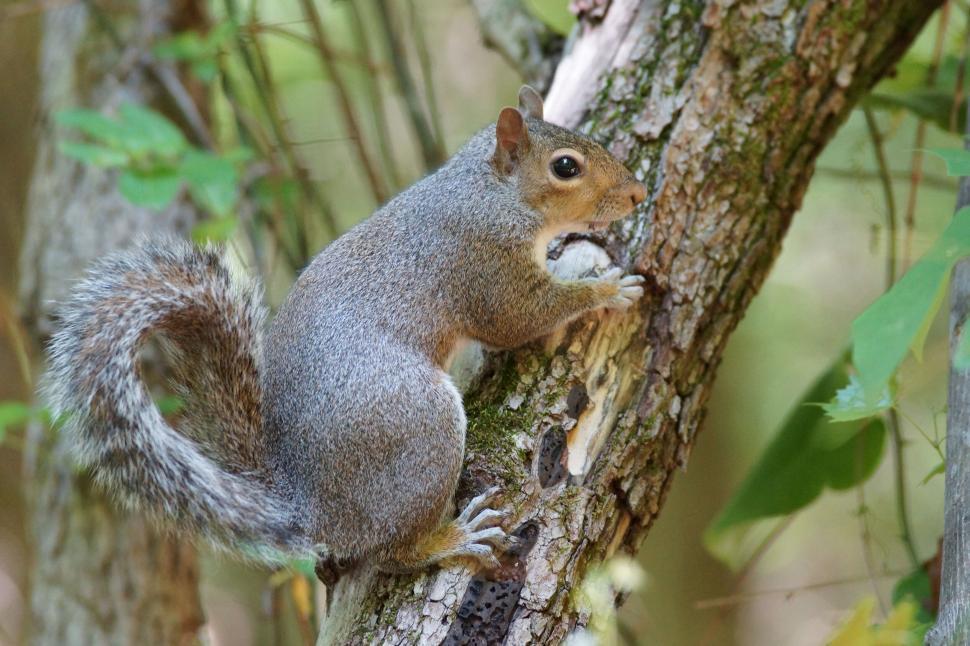 Free Image of Squirrel climbing tree in a lush green forest setting. 