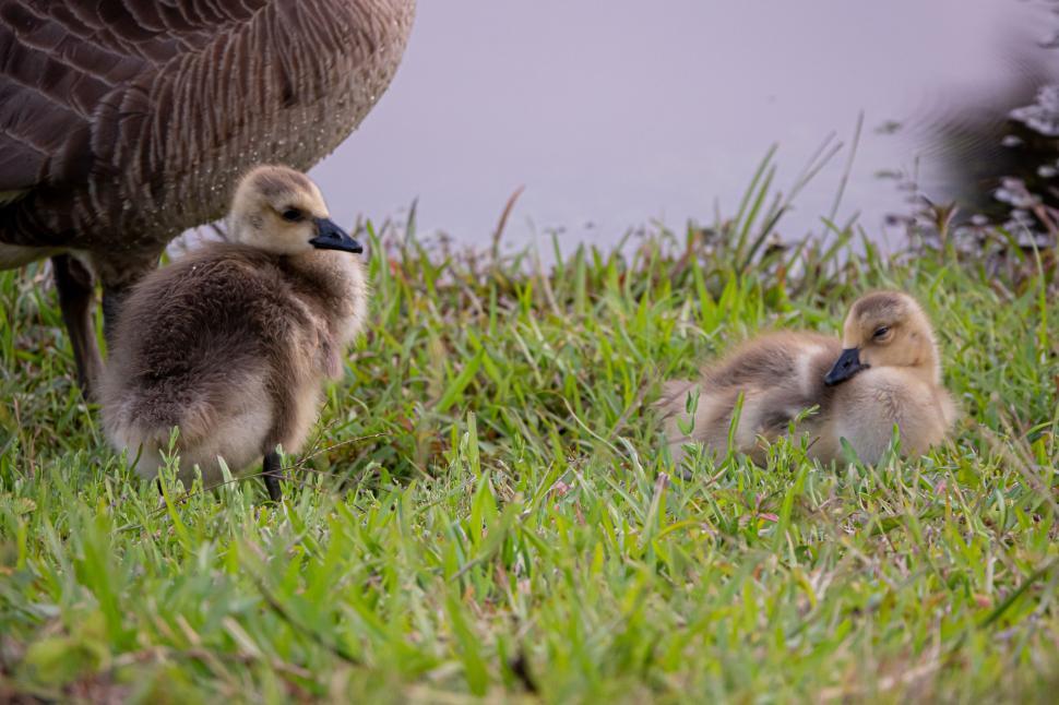Free Image of Ducklings resting on bright green grass beside a pond. 